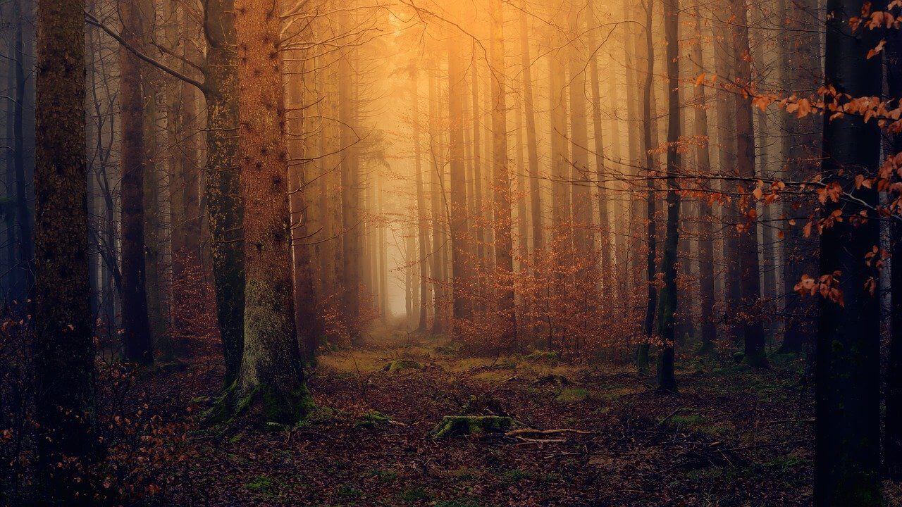 foret investir cleerly