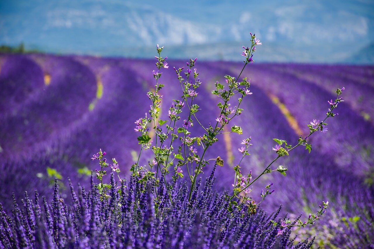 pinel Alpes-de-Haute-Provence